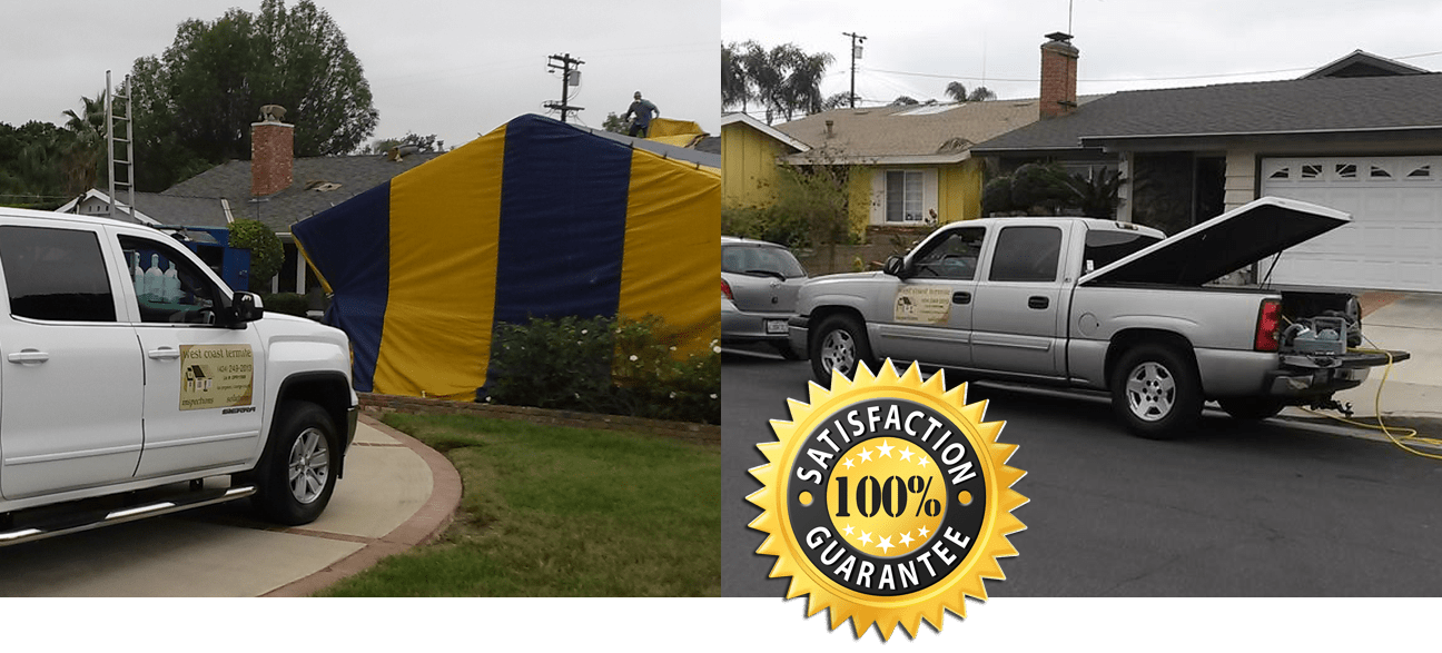 Termite Exterminator Los Angeles