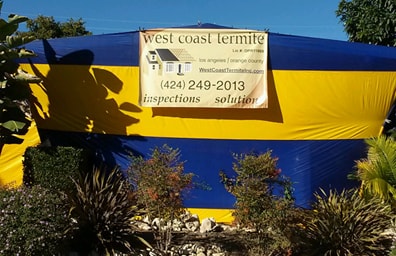 Termite Exterminators Los Angeles